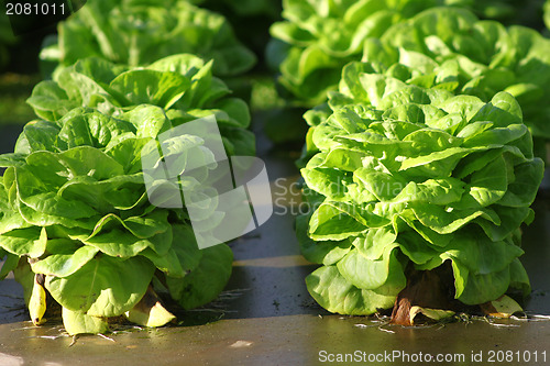 Image of Lettuce