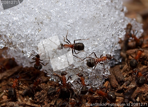 Image of Anthill