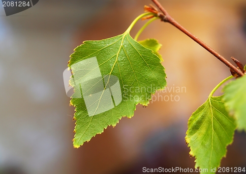 Image of Birch tree
