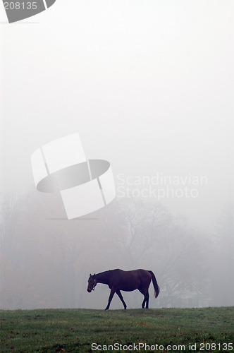 Image of horse in mist
