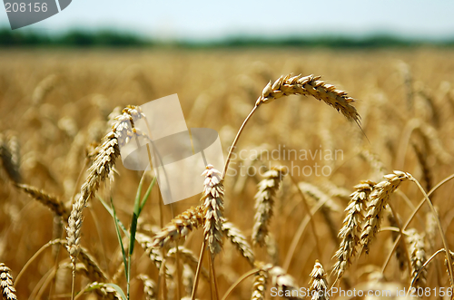 Image of Wheat spikes