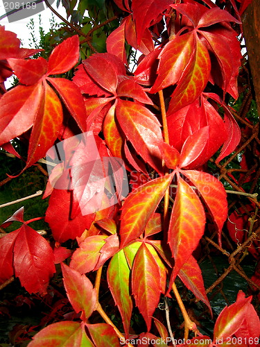 Image of Autumn leaf