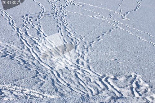 Image of Dusted with snow footprints