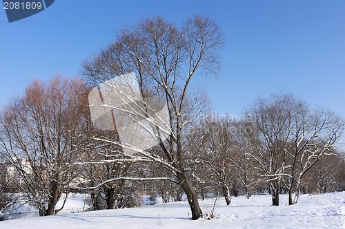 Image of Snow-covered trees in winter park