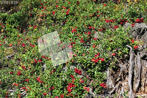 Image of Cowberries (Vaccinium vitis-idaea) growing in forest