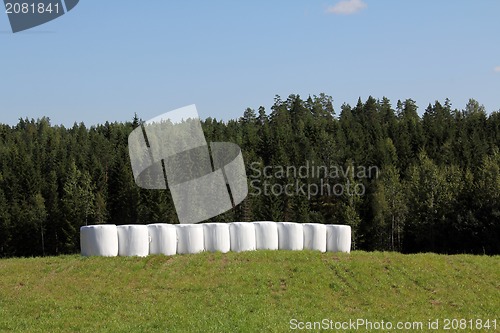 Image of Bales of Silage on Green Summer Field