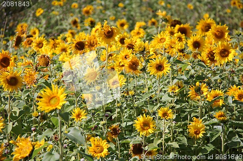 Image of Natural Sunflower Field