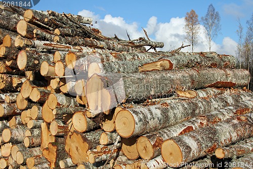 Image of Birch Timber