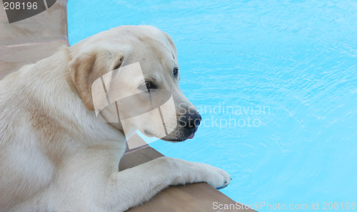 Image of Dog sitting by the side of a pool