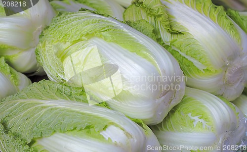 Image of Chinese cabbages