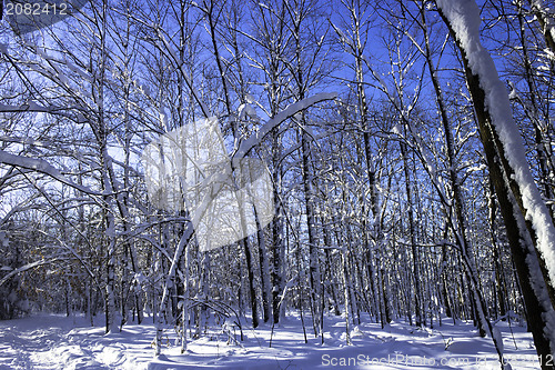 Image of Winter Scene