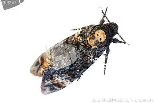 Image of Death's Head Hawkmoth