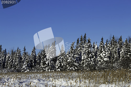 Image of Winter Scene