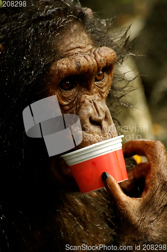 Image of Monkey Eating