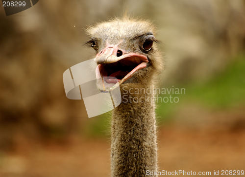 Image of Ostrich