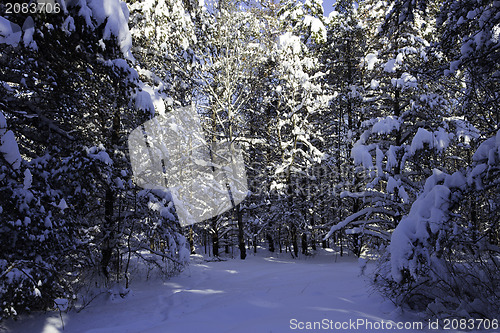 Image of Winter Scene