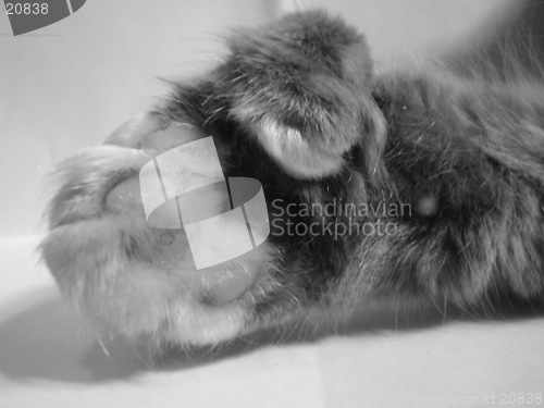 Image of Cat Paw in black&white