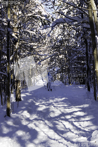 Image of Winter Scene