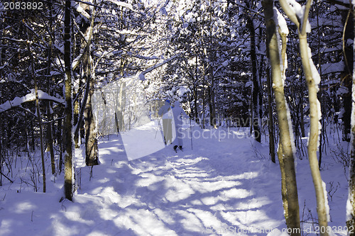 Image of Winter Scene