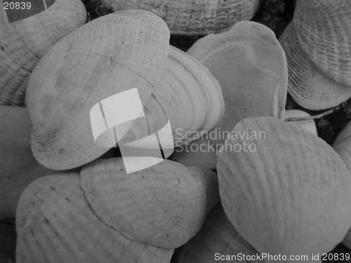 Image of Shell in black&white