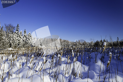 Image of Winter Scene