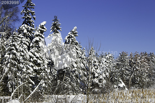 Image of Winter Scene