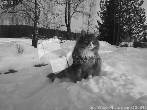 Image of Cat in winter weather,black&white