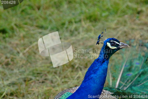 Image of peacock