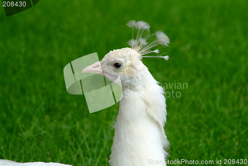 Image of white peacock