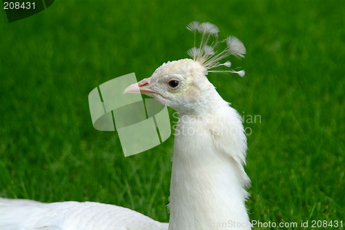 Image of white peacock