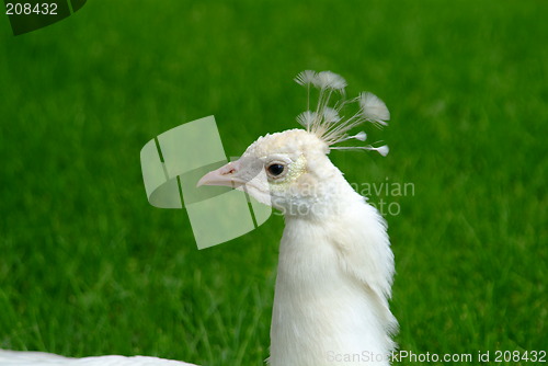 Image of white peacock