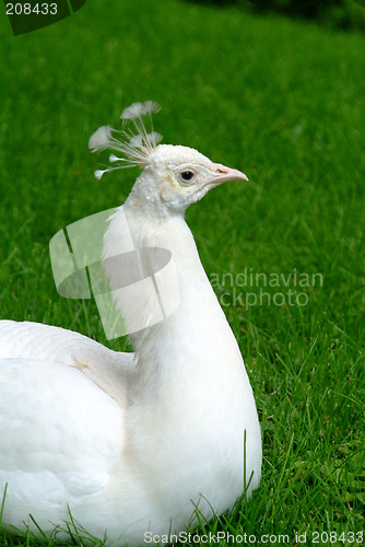 Image of white peacock