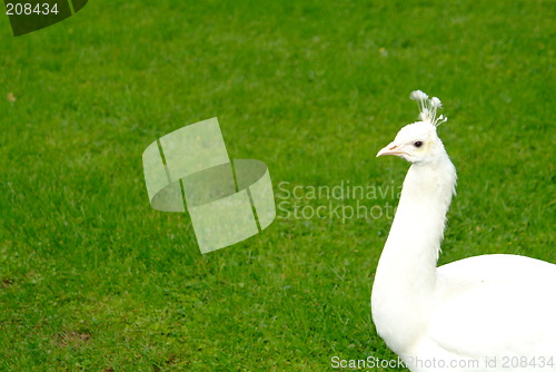 Image of white peacock