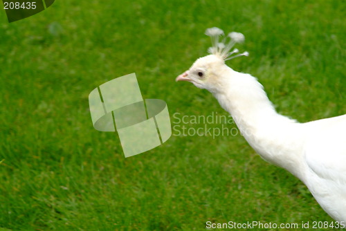 Image of white peacock