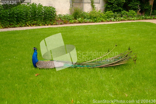 Image of peacock