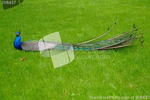 Image of peacock