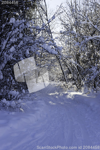 Image of Winter Scene