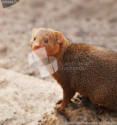 Image of Dwarf Mongoose - Helogale