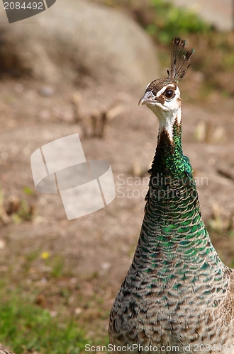 Image of Female peacock