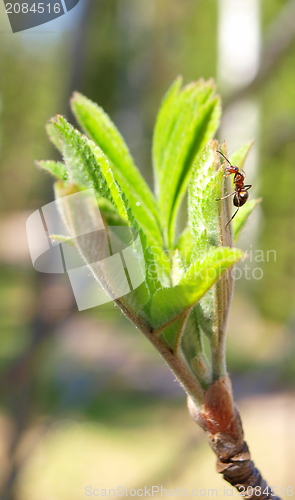 Image of Ant climbing