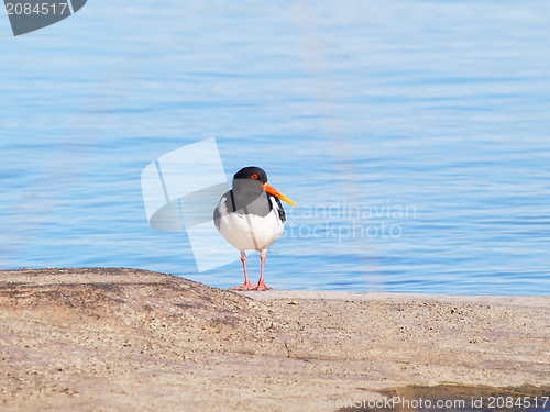 Image of Oystercatcher