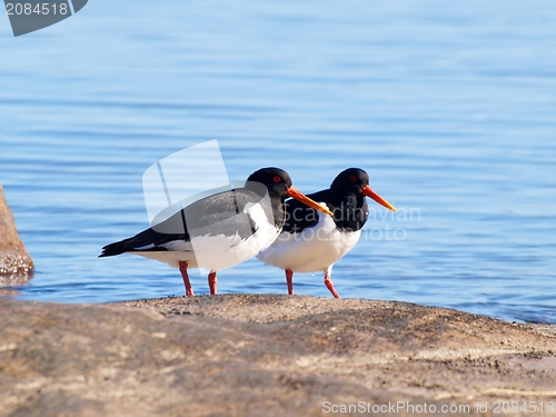 Image of Oystercatcher