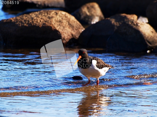 Image of Oystercatcher