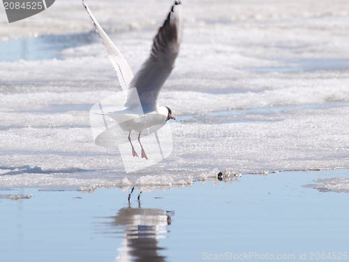 Image of Hooded gull