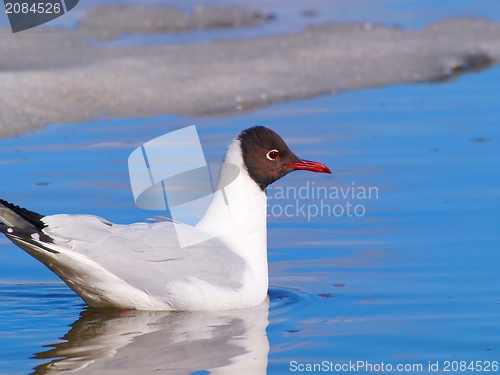 Image of Hooded gull