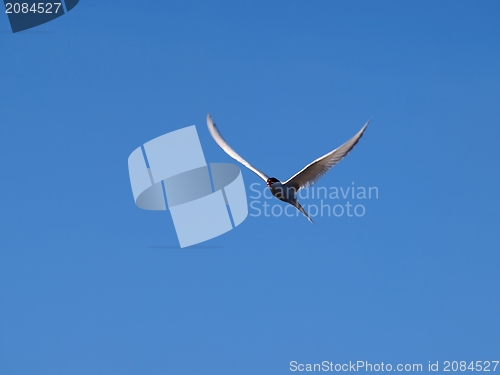 Image of Tern, seagull