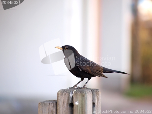 Image of Eurasian Blackbird