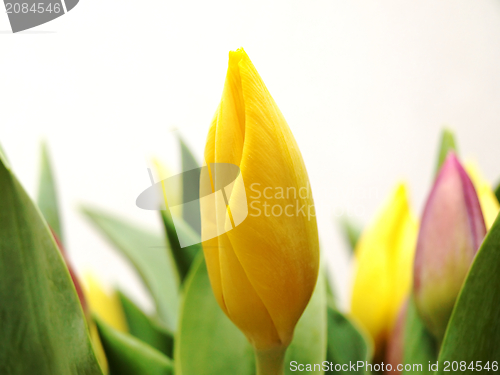 Image of Tulip