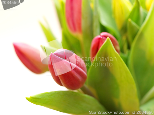 Image of Tulip