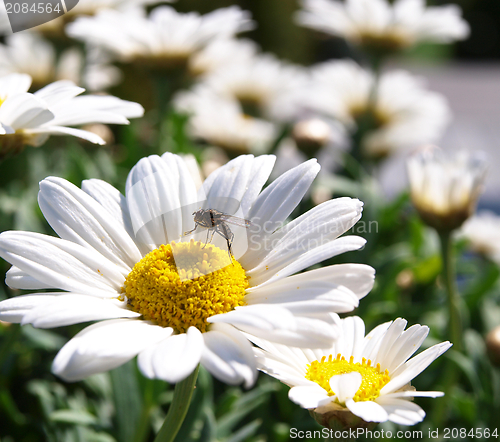 Image of White marguerite flower